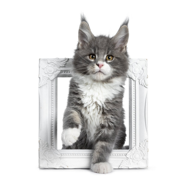 可爱可爱的蓝色小猫缅因猫，坐在白色相框里。用聪明的棕色眼睛看着镜头。孤立在白色背景上。一个爪子高。图片下载