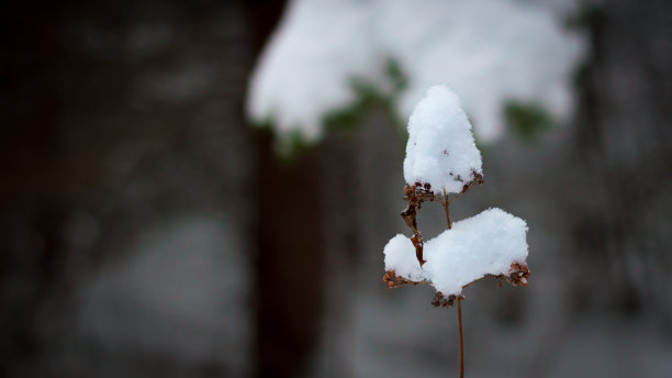 一个被白雪覆盖的小树枝图片下载