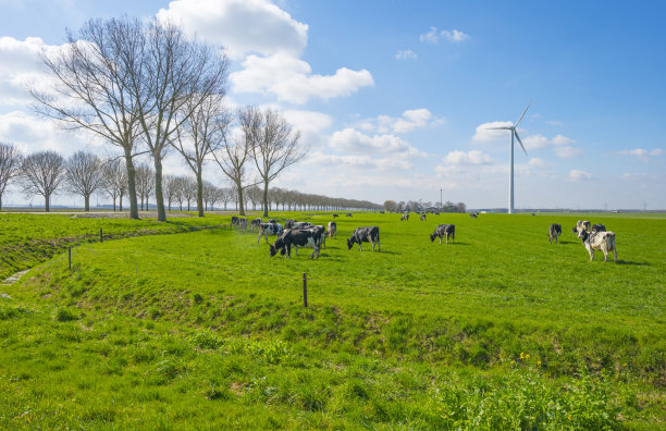 春天的阳光下，蓝天下绿色草地上的一群奶牛图片下载