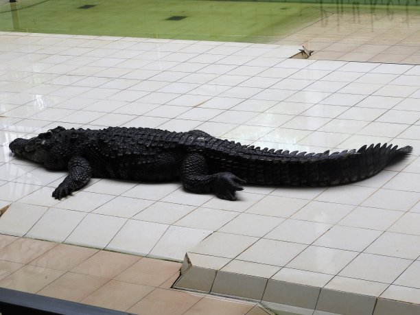 大鳄和老鳄在泰国馆的训练过程中图片下载