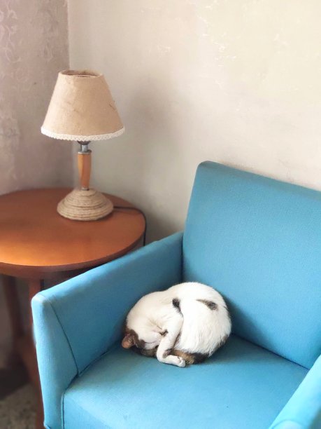 白色的猫睡在蓝色的椅子上图片下载