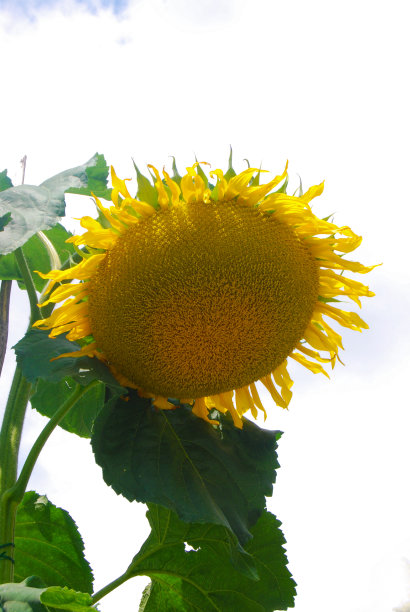 一株朝下的大向日葵图片下载