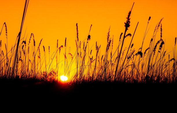 日落时分的野生草原。背景上是草的黑色剪影和橘色的夜空图片下载