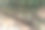 泰国Phatthalung的一堆橡胶原木图片下载