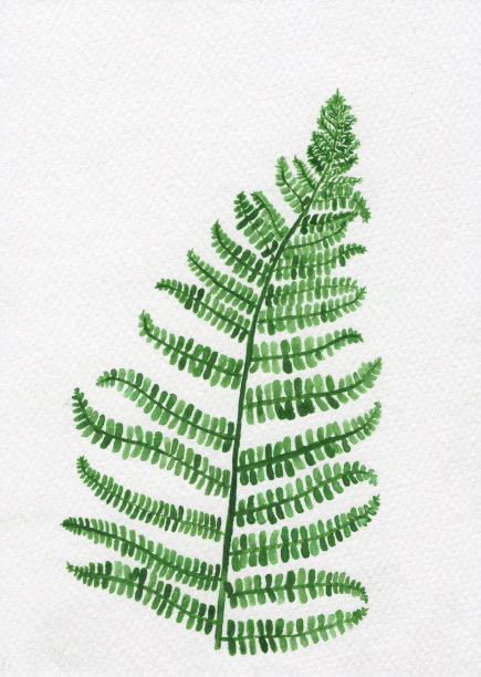 在白画纸上为明信片画蕨叶水彩画。图片下载