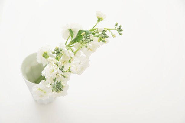 白色matthiola花图片下载