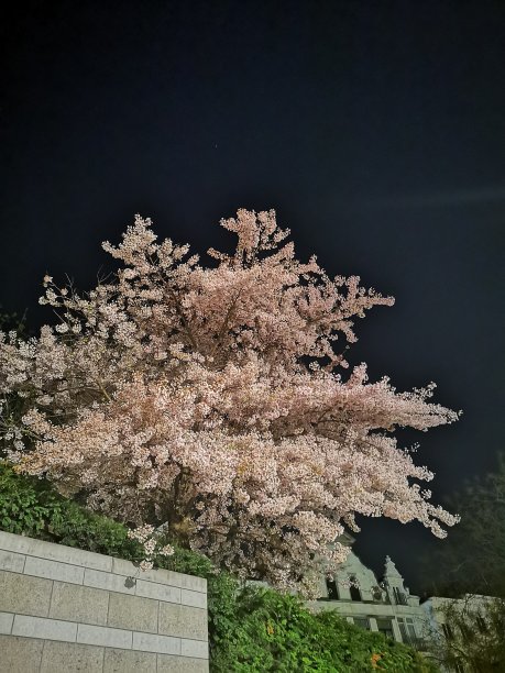 樱花在夜晚盛开图片下载