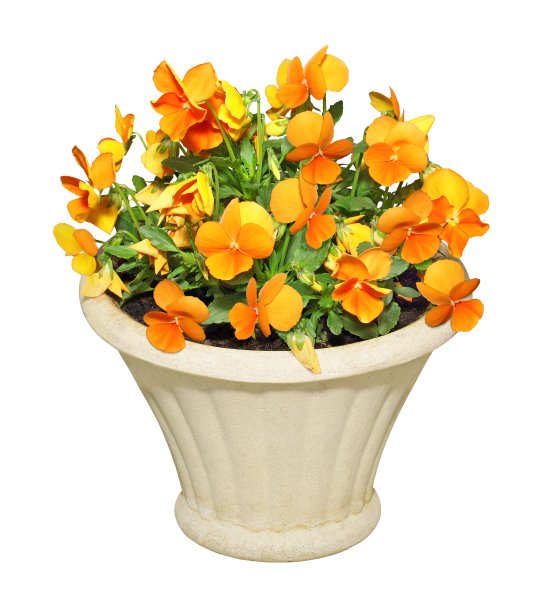 石锅里黄色的思想，白色的背景。图片下载