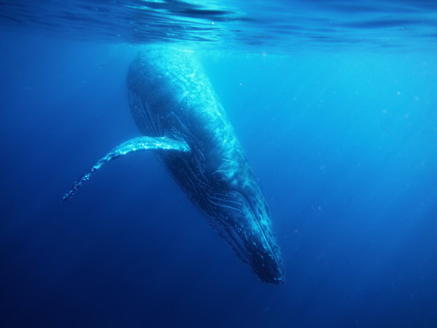 座头鲸图片下载