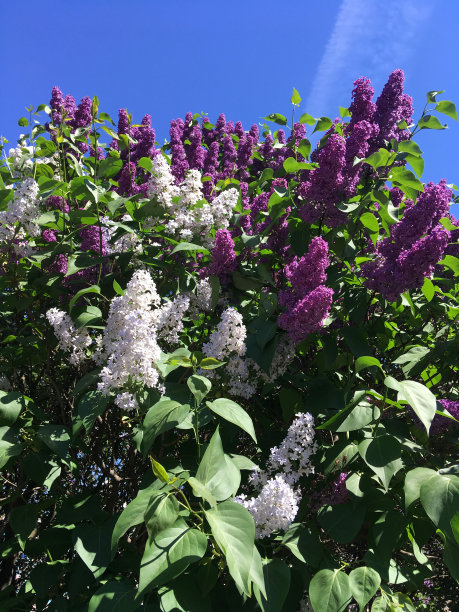 美丽的紫色和白色的丁香在花园里映衬着蓝天和白云。图片下载