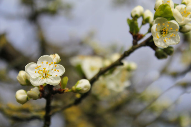 一个美丽的枝与白色的梅花特写和一个蓝色的背景图片下载