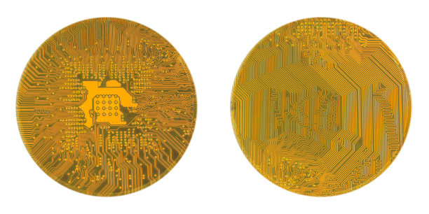 在白色背景上孤立的隐花母线图片下载