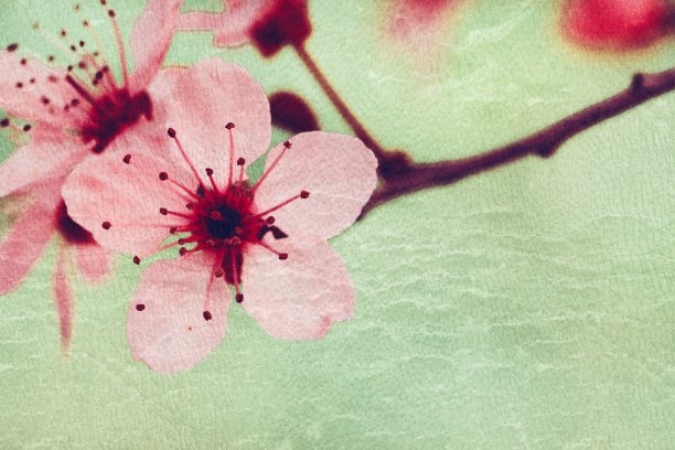 古色古香的粉色樱花图片下载