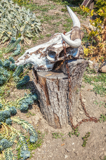 有角的动物头骨图片下载