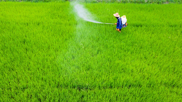 农民在稻田喷洒杀虫剂图片下载