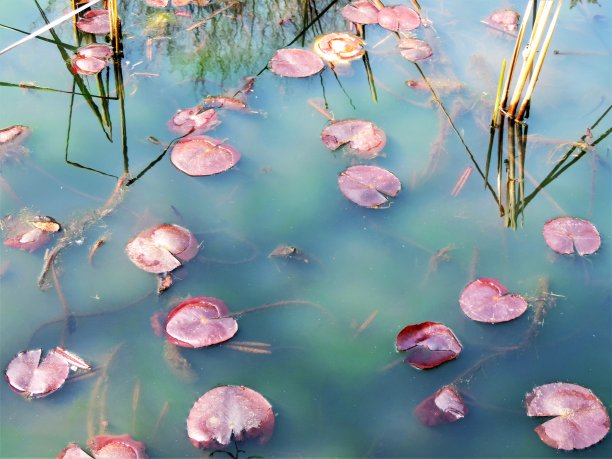 池塘的表面。反射。自然模式图片下载