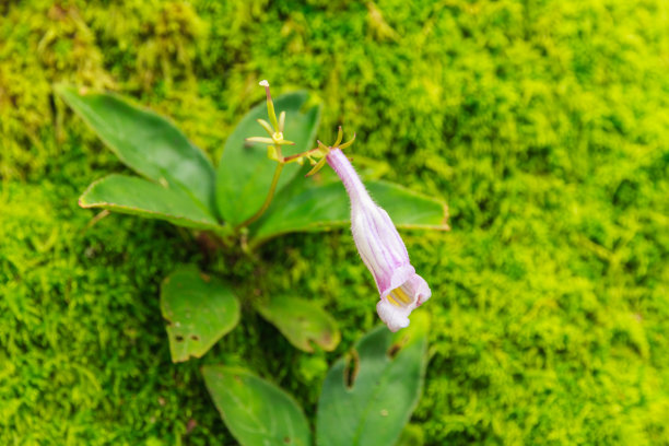 近距离观察花的生长。图片下载