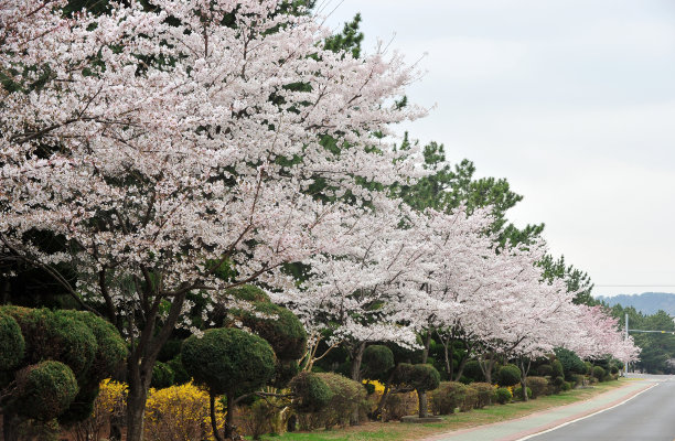 盛开的樱花树图片下载