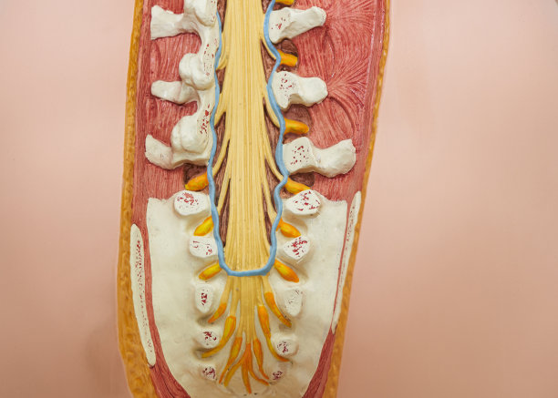 从人体腰骶椎骨模型后视图图片下载