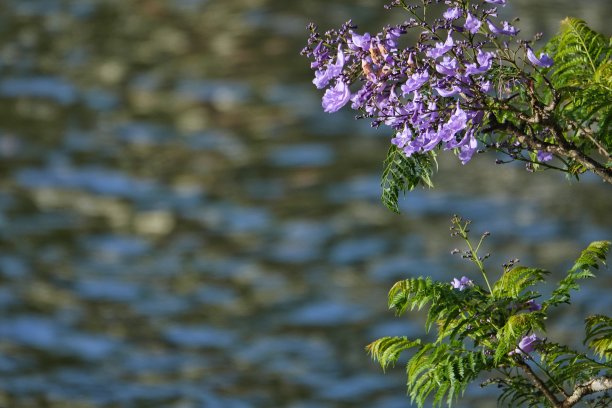 在盛开的艳丽的图片下载