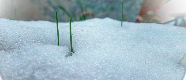 草被雪覆盖图片下载