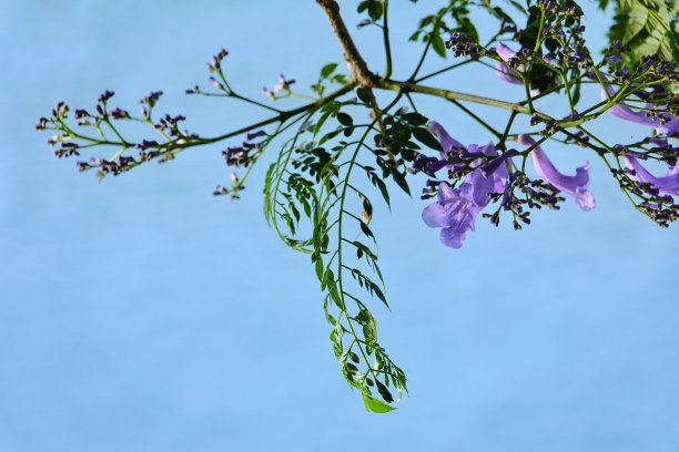 在盛开的艳丽的图片下载