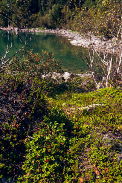 高原越橘在一个阳光明媚的夏日。图片下载