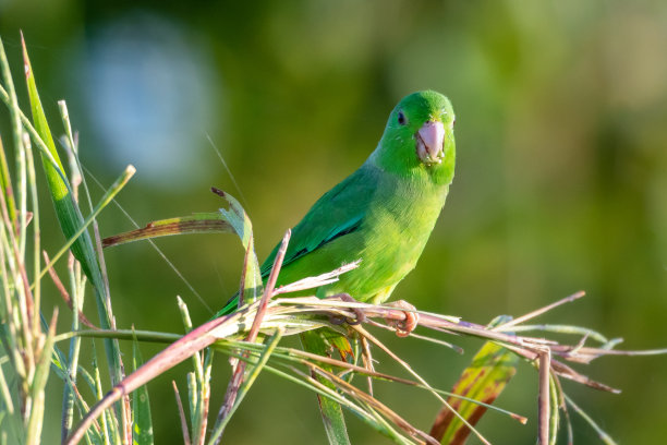一只绿臀鹦鹉栖息在一些芦苇上。素材图片