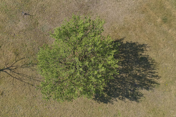 一棵树的鸟瞰图图片下载