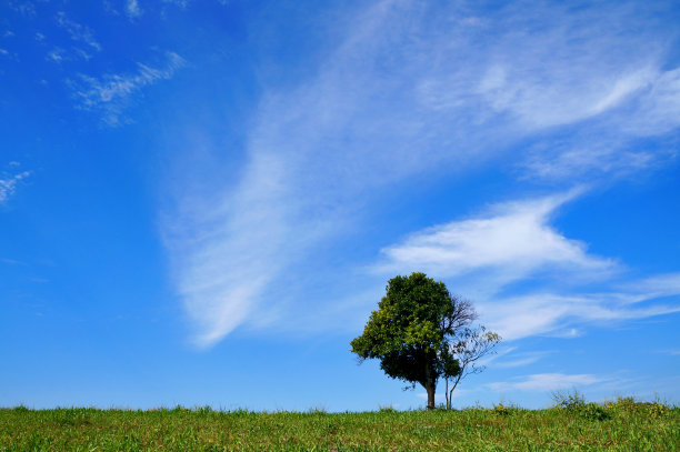 树和云图片下载