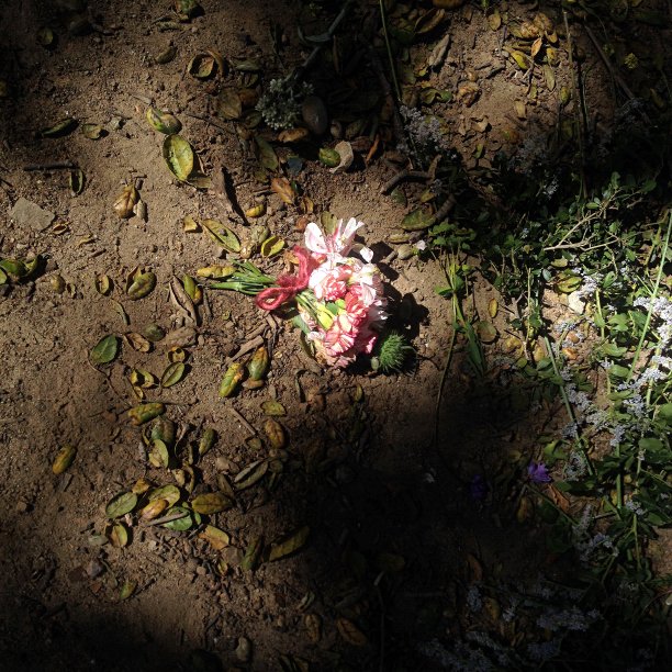 一束花在光影中图片下载