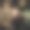 一束花在光影中图片下载