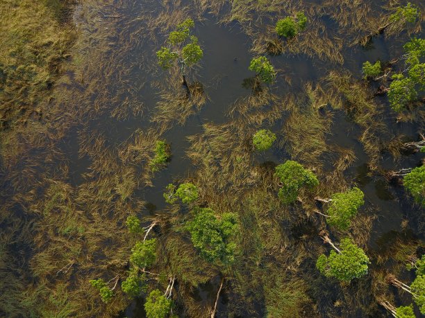 一个绿色沼泽的鸟瞰图图片下载