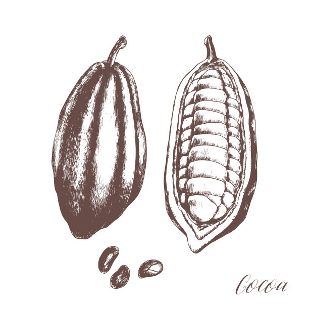 手绘可可豆。图片下载