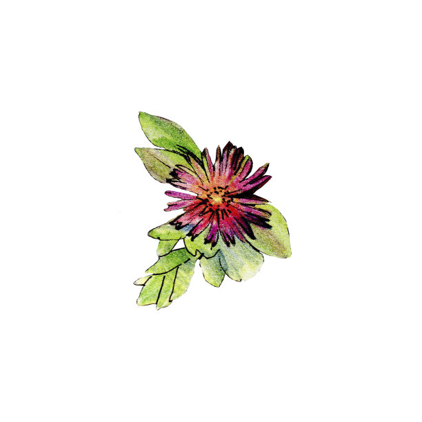 一种多肉植物，产于地中海地区图片下载