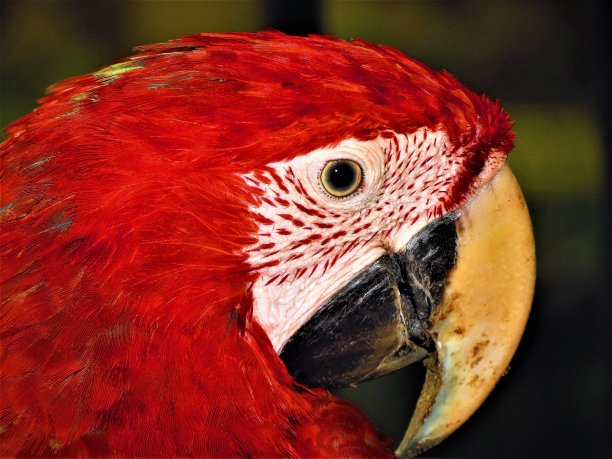 亚马逊红金刚鹦鹉的肖像。图片下载