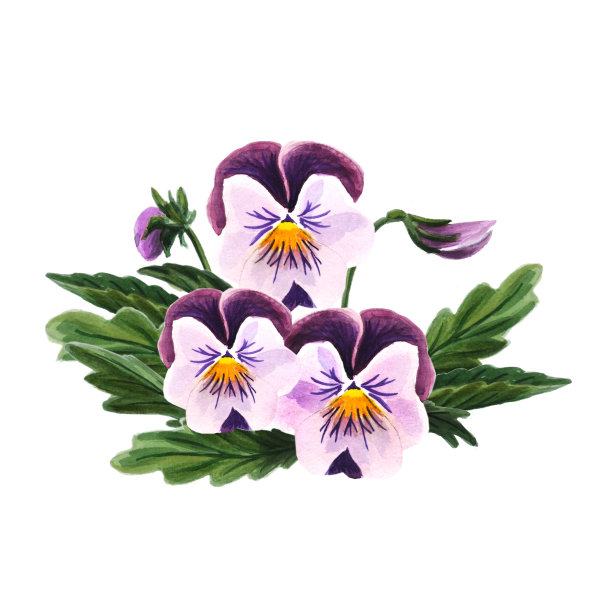 孤立在白色背景上的水彩三色堇。图片下载