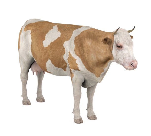 牛隔离图片下载