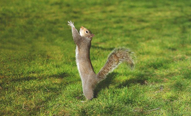 地上松鼠，绿草图片下载