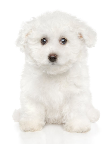 比熊卷小狗在白色的背景图片下载