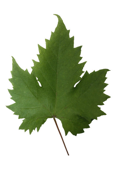 藤叶夏季叶子剪掉图片下载