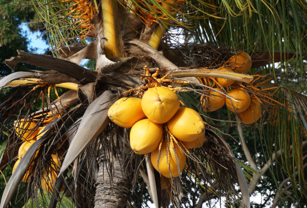 黄色的椰子在树上生长图片下载