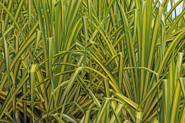 长的黄色的草图片下载