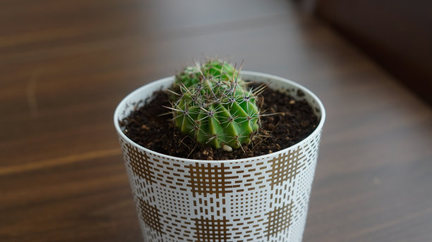 有很多刺的仙人掌图片下载