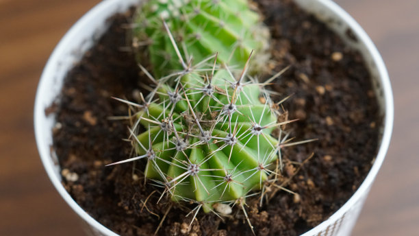 有很多刺的仙人掌图片下载