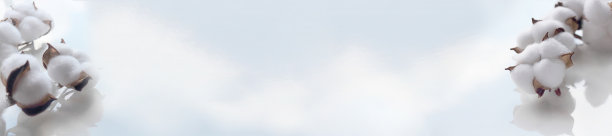 白色的桌子上放着一束棉花花。桌面上-反射着蓝天和白云。选择性聚焦，复制空间。横幅图片下载