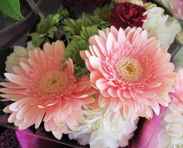 漂亮迷人的非洲菊花束图片下载