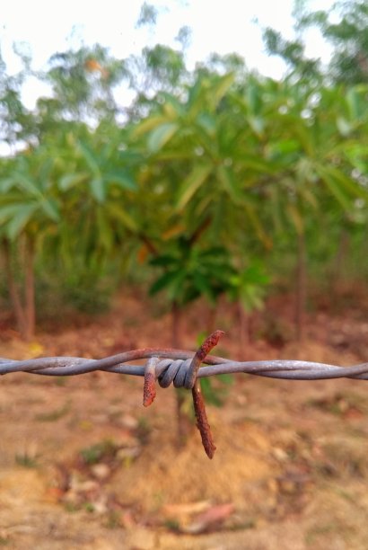 保护树木图片下载