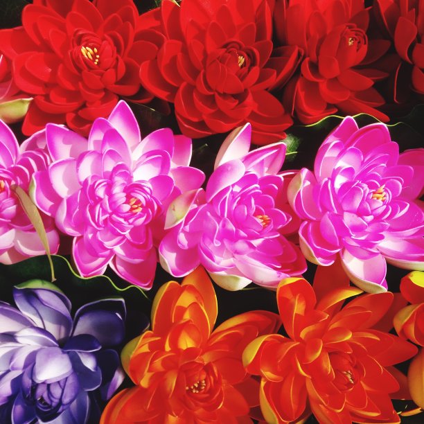 植物、树叶和鲜花图片下载