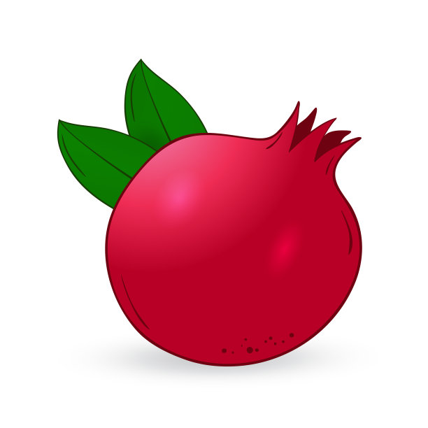 矢量手画石榴。图片下载